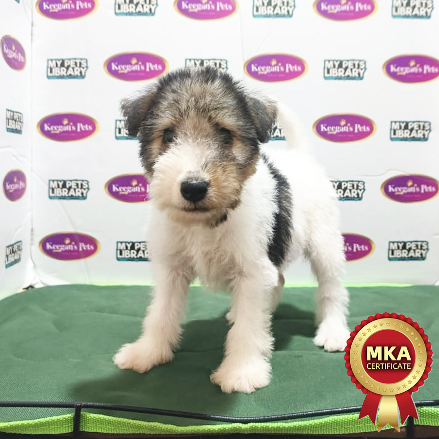 MKA Wire Fox Terrier Puppy (Female) For Sale