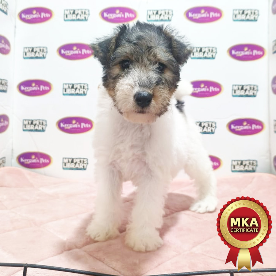 MKA Wire Fox Terrier Puppy (Female) For Sale