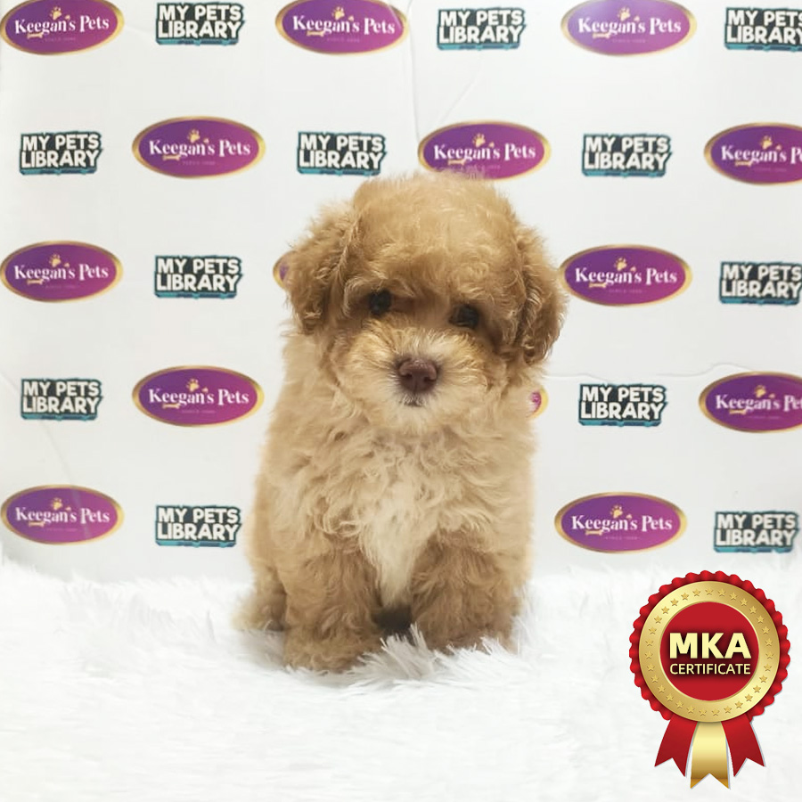 MKA Toy Poodle Puppy (Female) For Sale