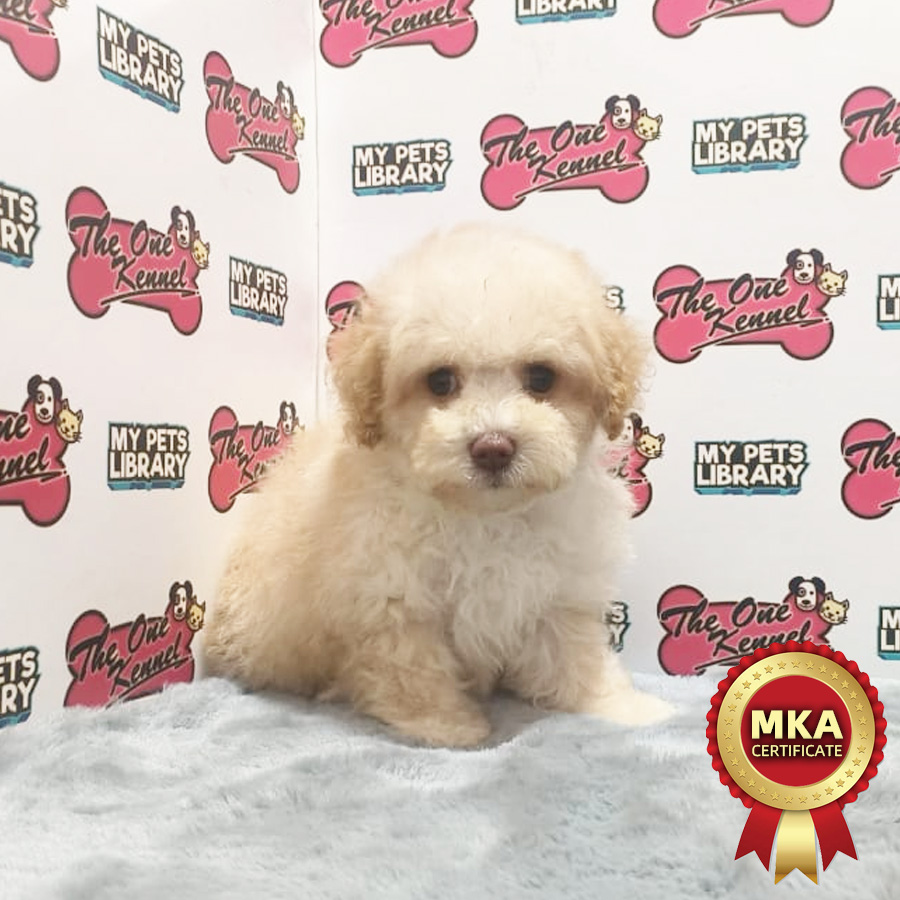 MKA Toy Poodle Puppy (Male) For Sale