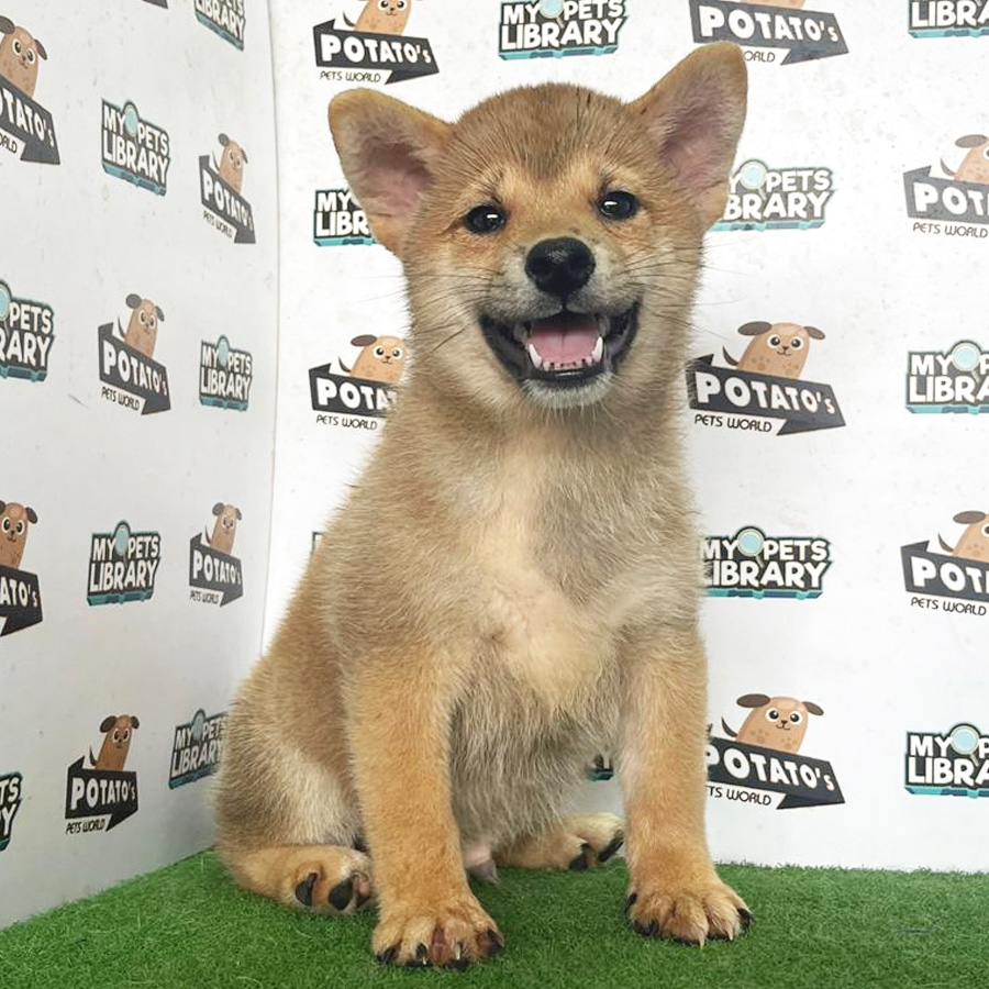 Shiba Inu Puppy (Male) For Sale