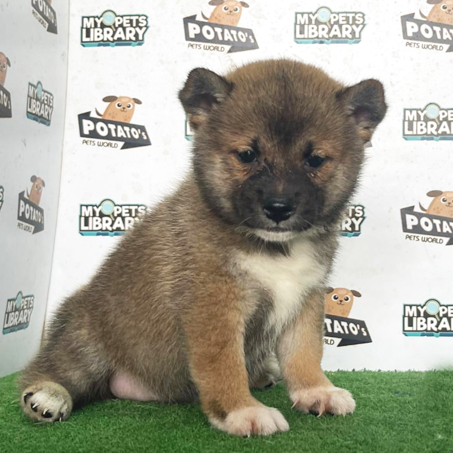 Shiba Inu Puppy (Female) For Sale