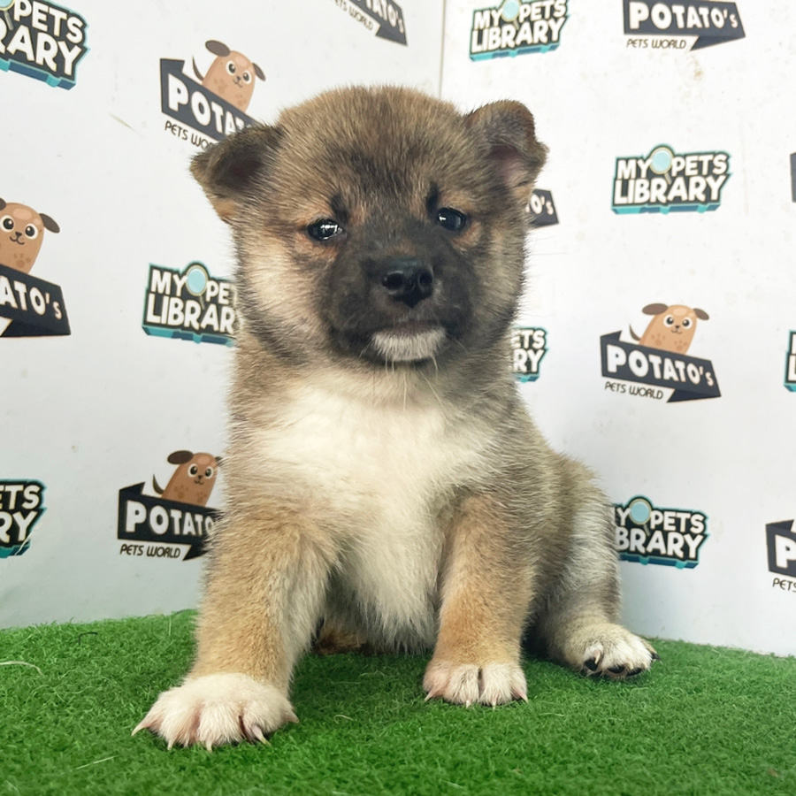 Shiba Inu Puppy (Female) For Sale