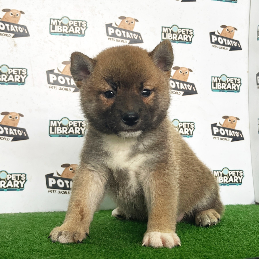 Shiba Inu Puppy (Male) For Sale