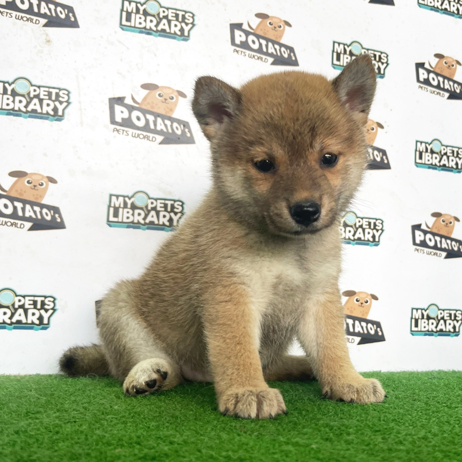 Shiba Inu Puppy (Female) For Sale