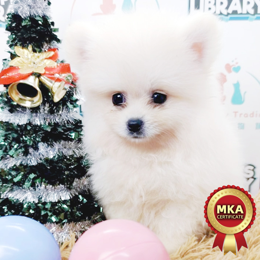 MKA Pomeranian Puppy (Male) For Sale