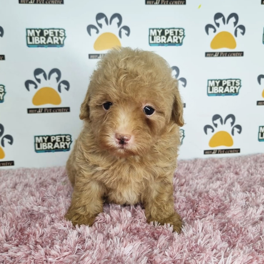 Toy Poodle Puppy (Female) For Sale