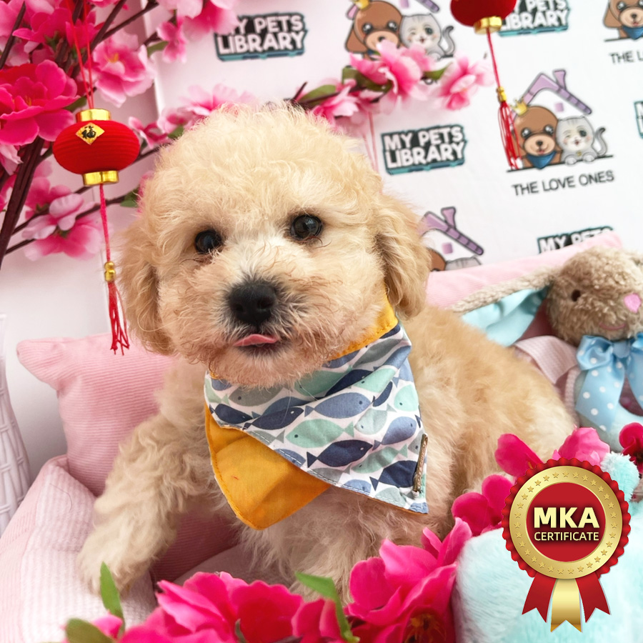 MKA Toy Poodle Puppy (Male) For Sale
