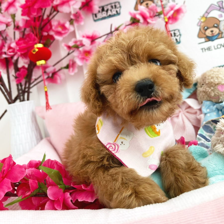 Toy Poodle Puppy (Female) For Sale