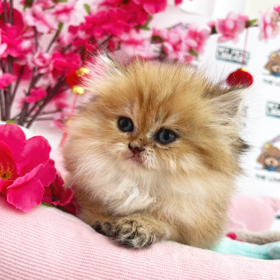 British Longhair Kitten (Female) For Sale