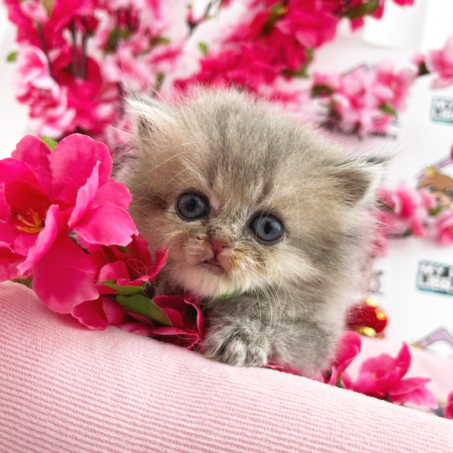 British Longhair Kitten (Female) For Sale