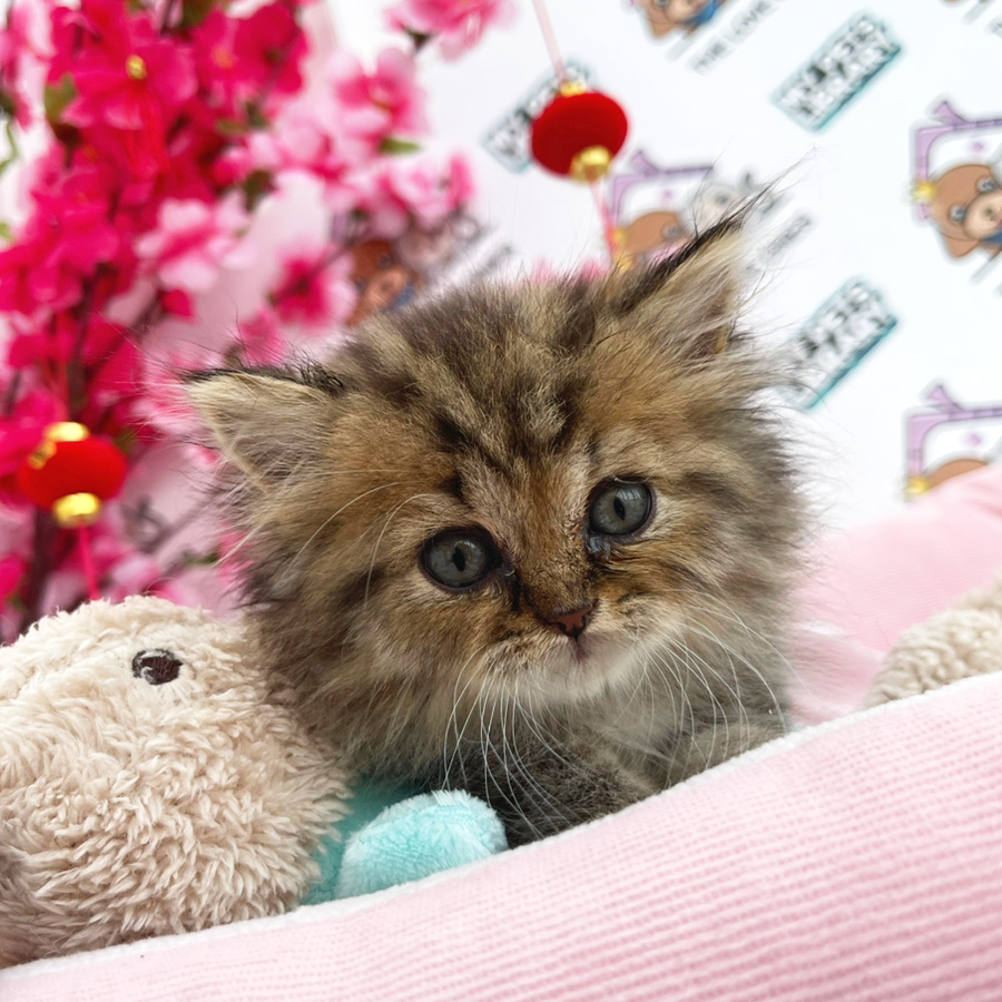 British Longhair Kitten (Male) For Sale