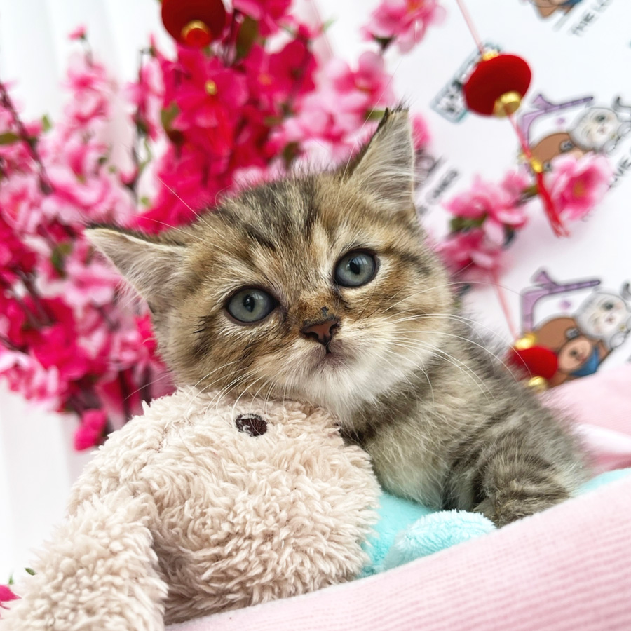 British Shorthair Kitten (Female) For Sale