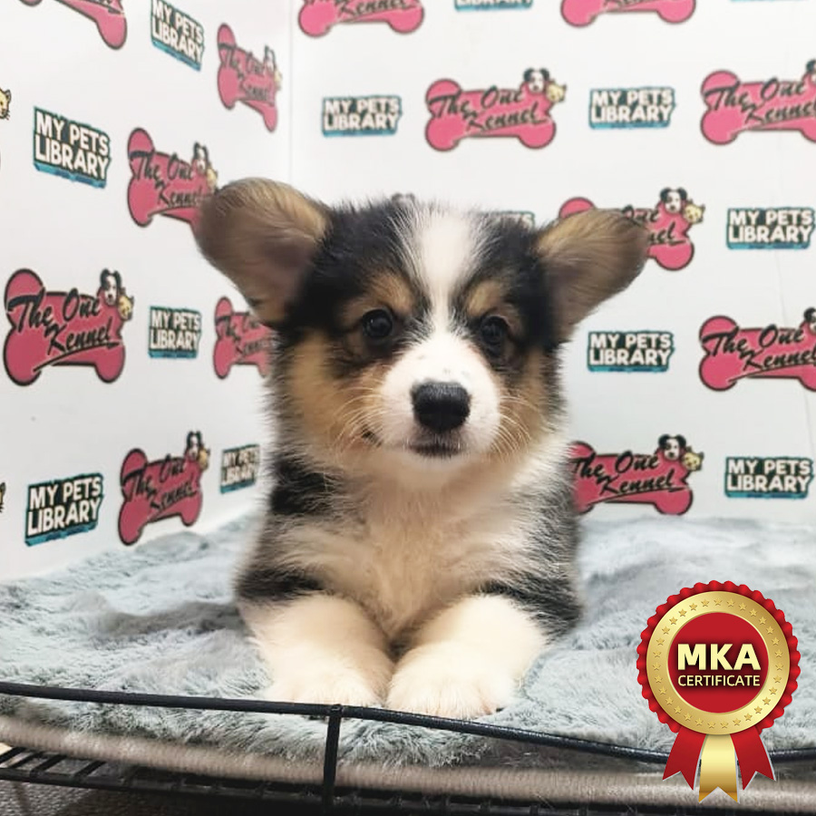 MKA Welsh Corgi Puppy (Male) For Sale