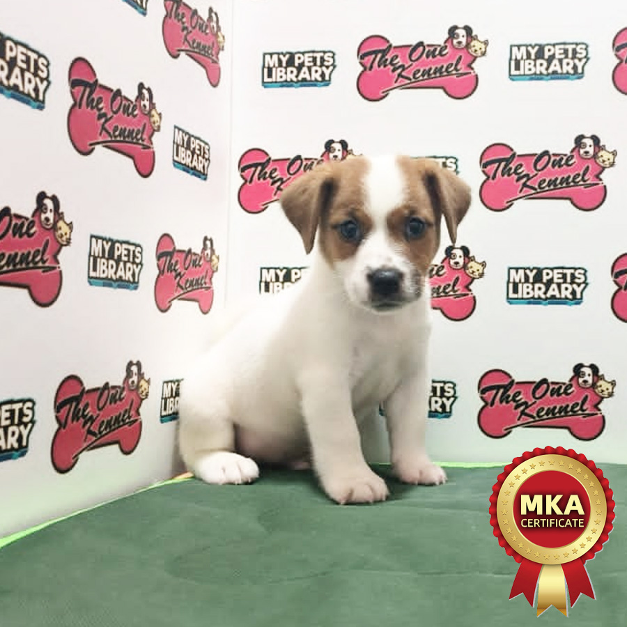 MKA Jack Russell Puppy (Male) For Sale