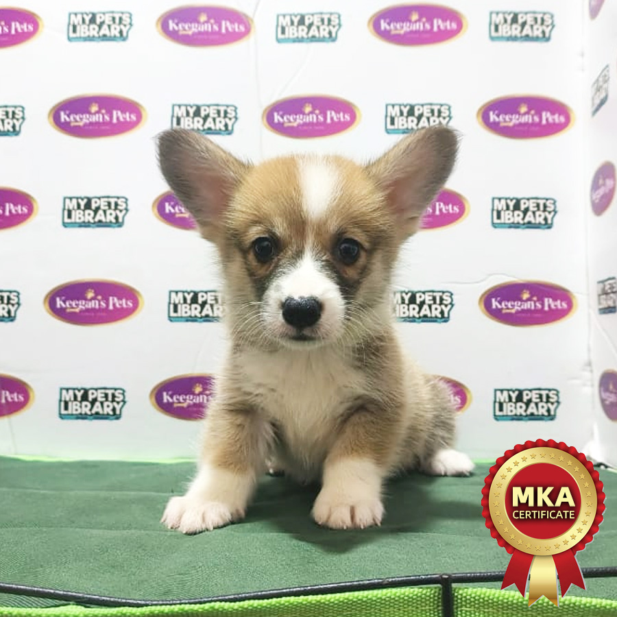 MKA Welsh Corgi Puppy (Male) For Sale