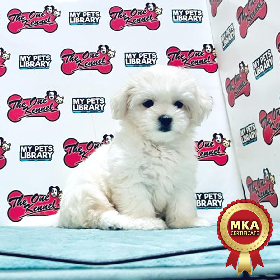 MKA Maltese Puppy (Male) For Sale