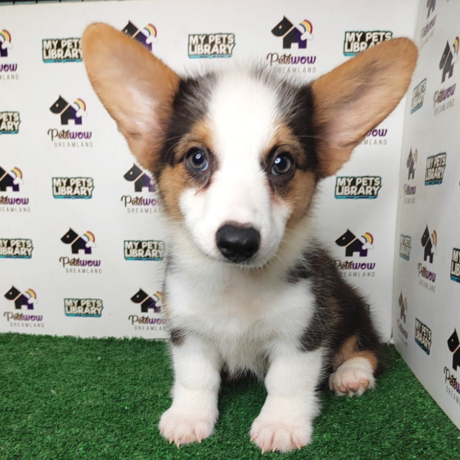 Welsh Corgi Puppy (Female) For Sale