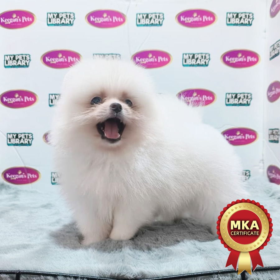 MKA Pomeranian Puppy (Male) For Sale