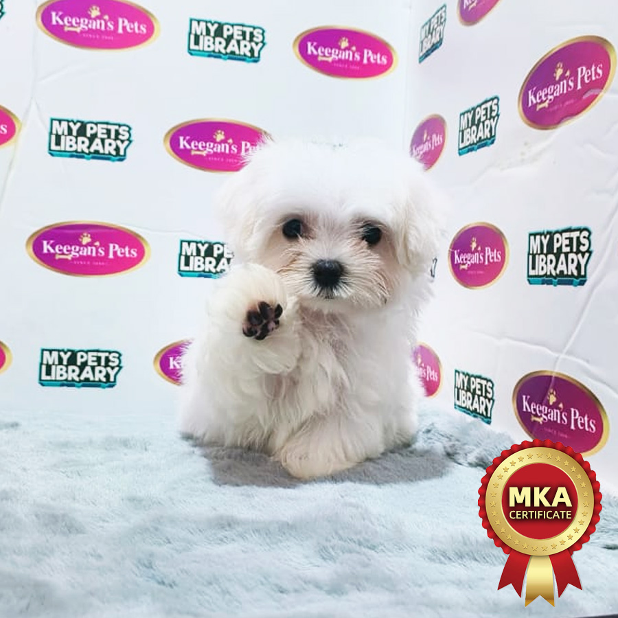 MKA Maltese Puppy (Male) For Sale