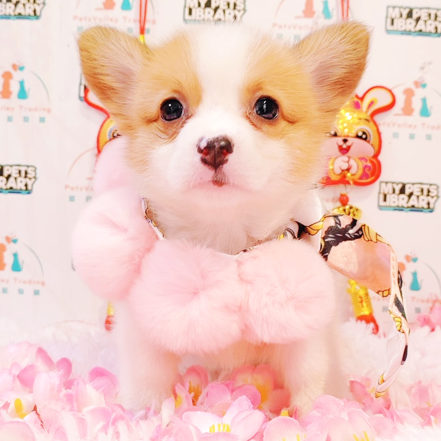 Welsh Corgi Puppy (Female) For Sale