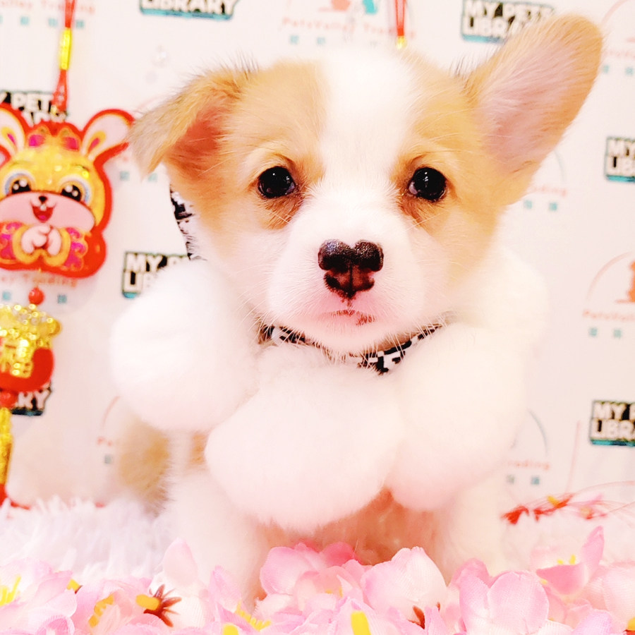 Welsh Corgi Puppy (Male) For Sale
