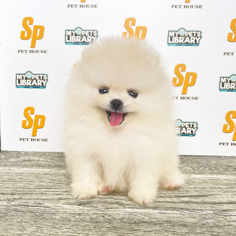 Tiny Pomeranian Puppy (Female) For Sale