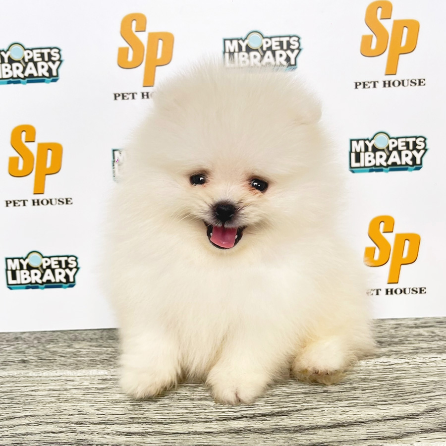Tiny Pomeranian Puppy (Male) For Sale