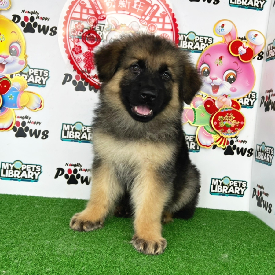 German Shepherd Puppy (Male) For Sale