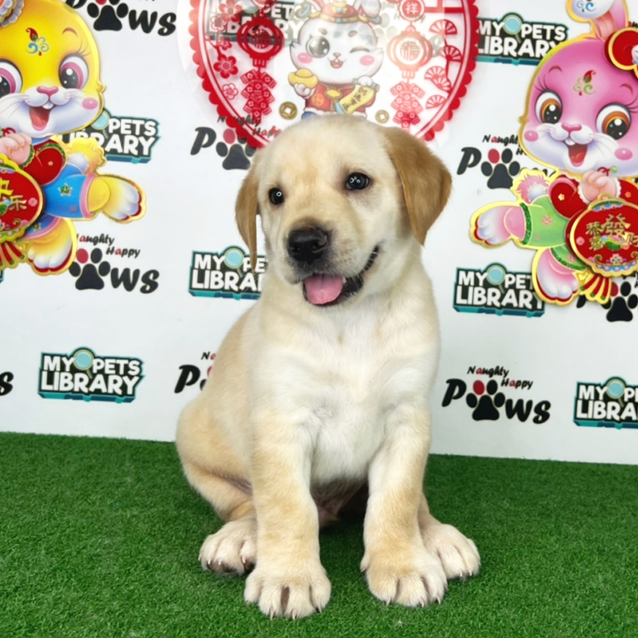 Labrador Retriever Puppy (Male) For Sale