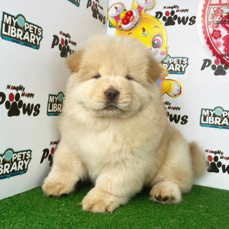Chow Chow Puppy (Female) For Sale