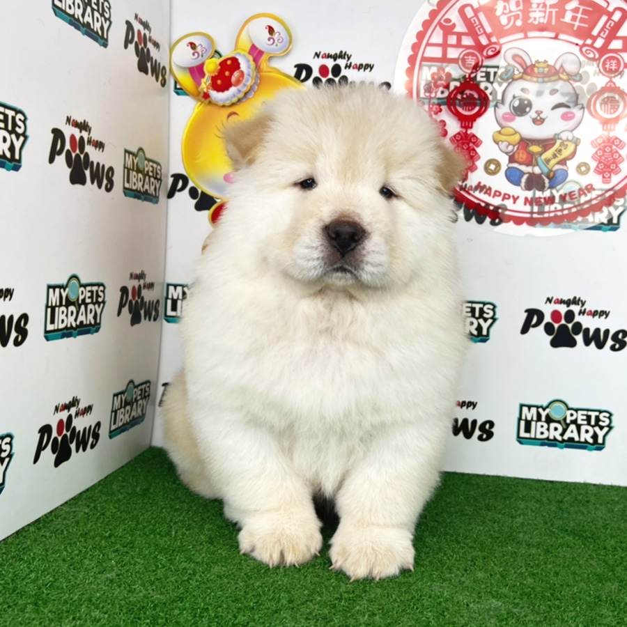 Chow Chow Puppy (Male) For Sale