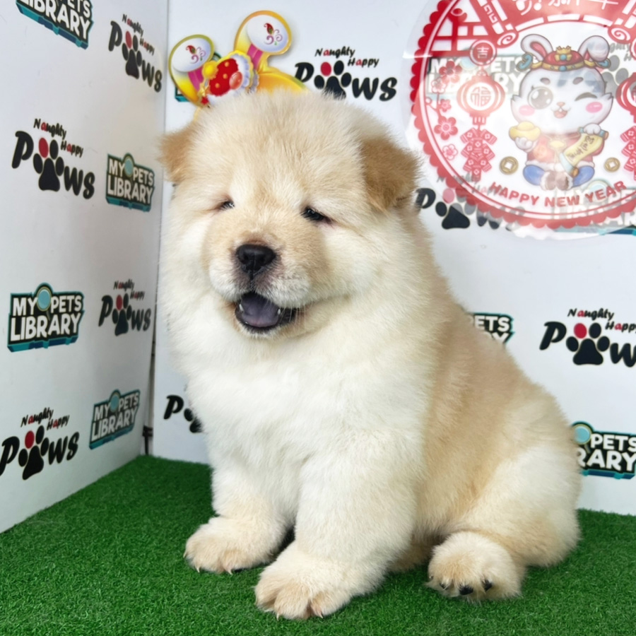 Chow Chow Puppy (Male) For Sale