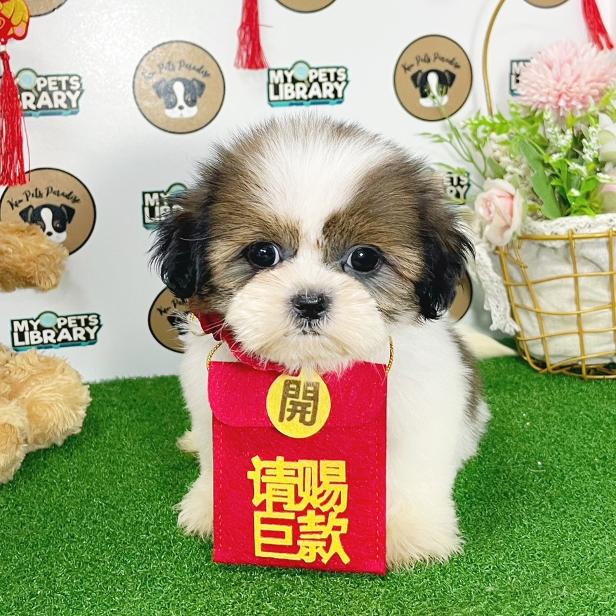 Shih Tzu Puppy (Female) For Sale