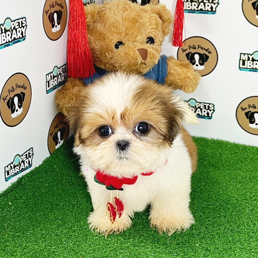 Shih Tzu Puppy (Female) For Sale