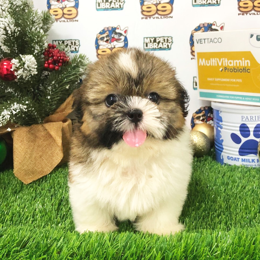 Shih Tzu Puppy (Female) For Sale