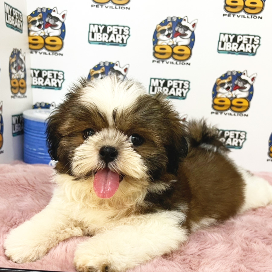 Shih Tzu Puppy (Female) For Sale