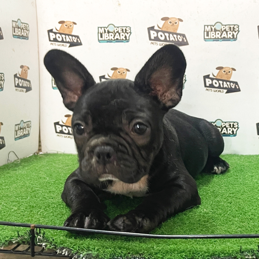 French Bulldog Puppy (Female) For Sale