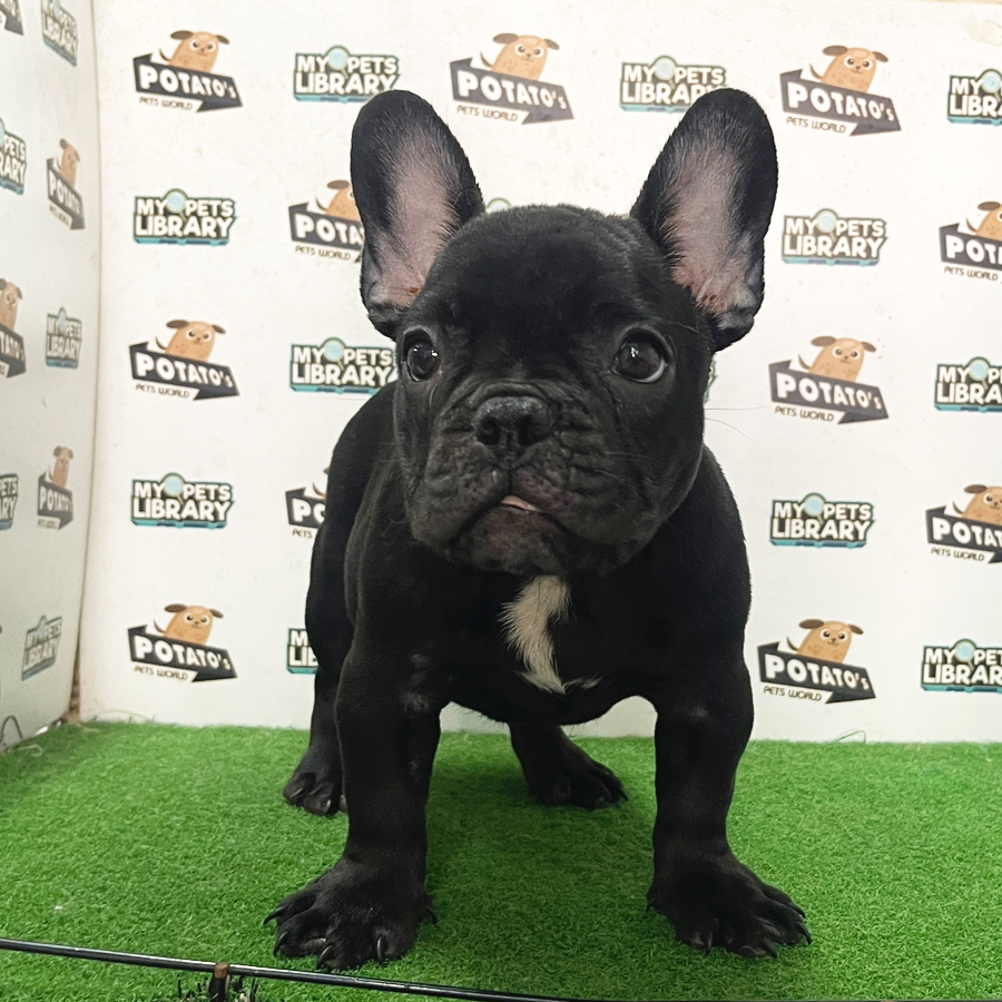 French Bulldog Puppy (Male) For Sale