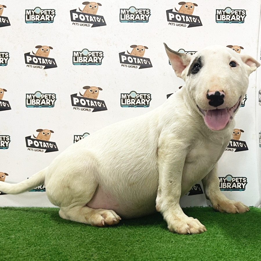 Bull Terrier Puppy (Male) For Sale