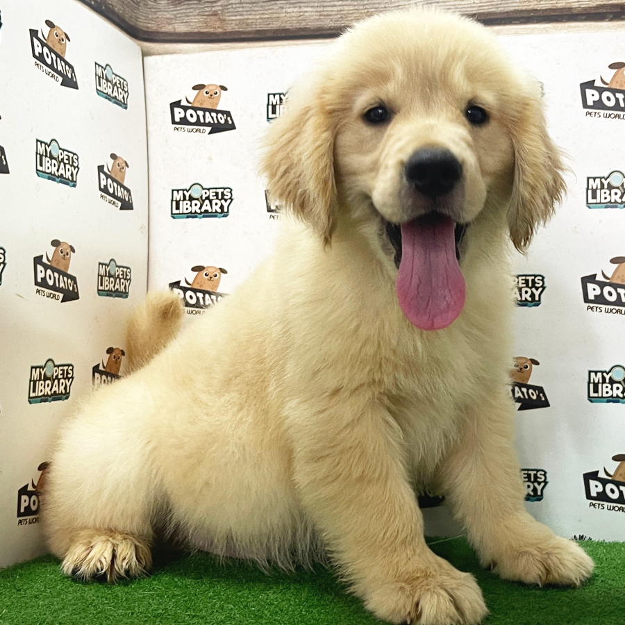 Golden Retriever Puppy (Female) For Sale