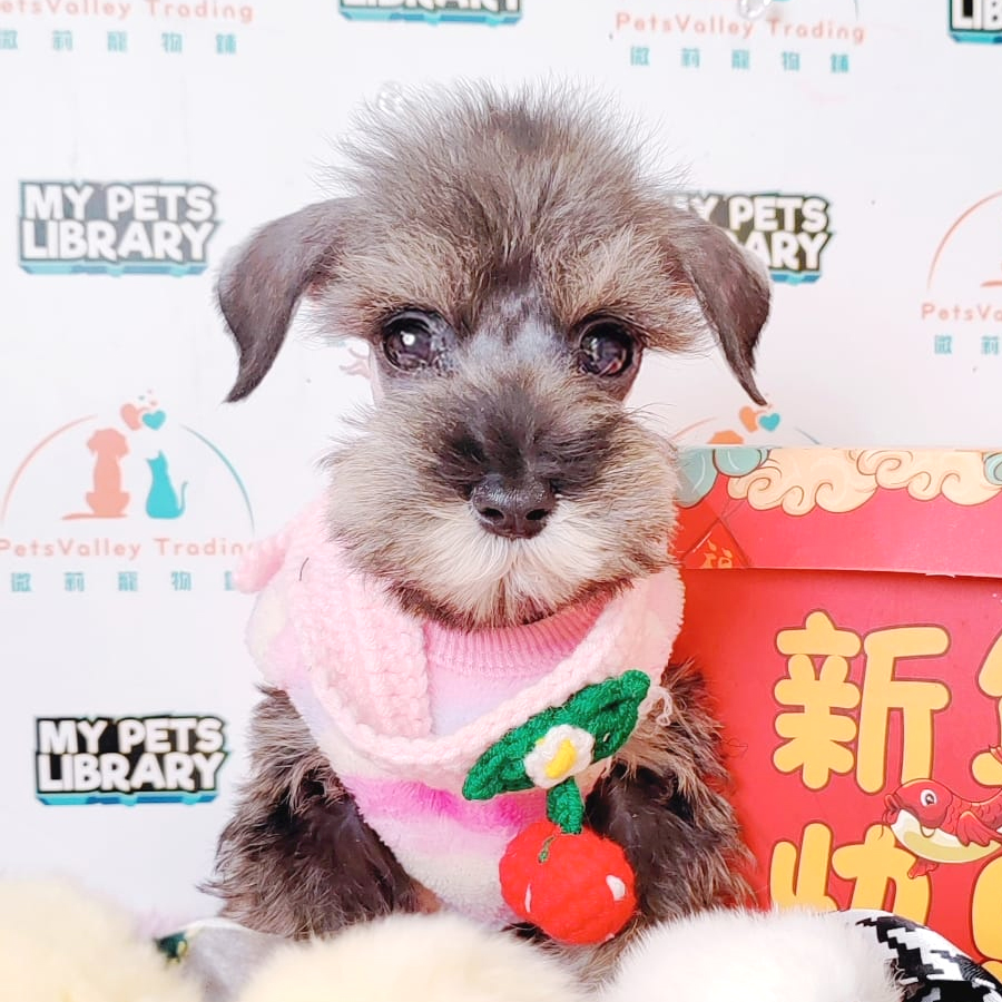 Schnauzer Puppy (Female) For Sale