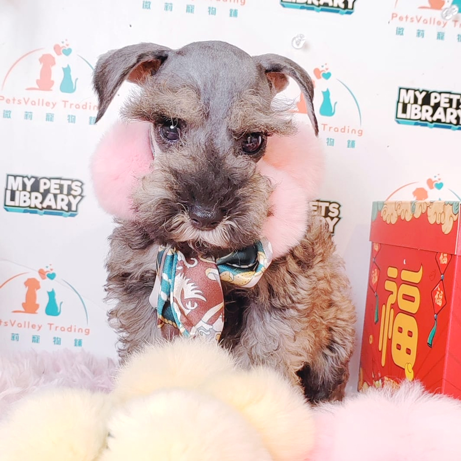 Schnauzer Puppy (Female) For Sale