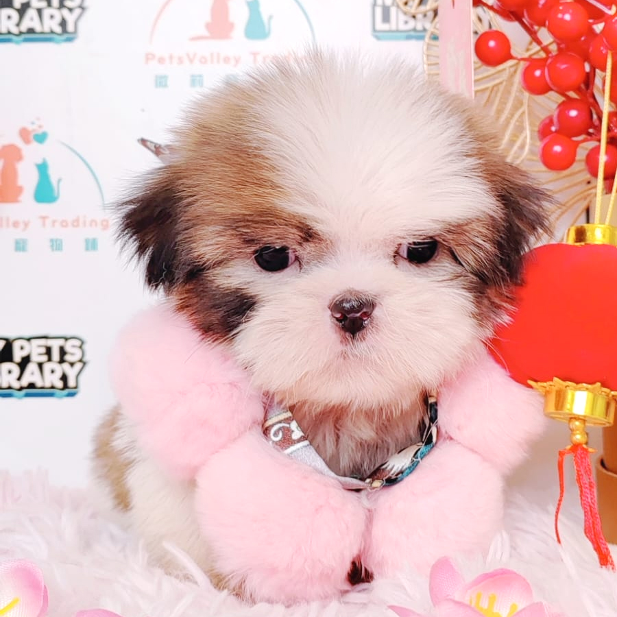 Shih Tzu Puppy (Female) For Sale