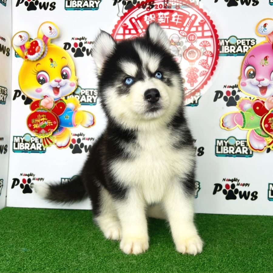 Wooly Husky Puppy (Male) For Sale
