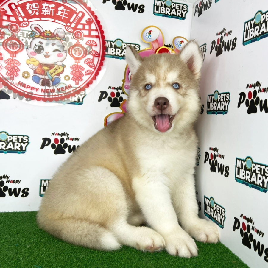 Wooly Husky Puppy (Male) For Sale