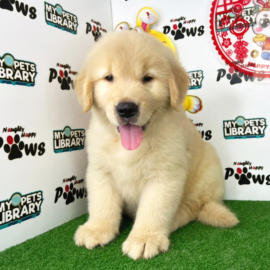 Golden Retriever Puppy (Male) For Sale