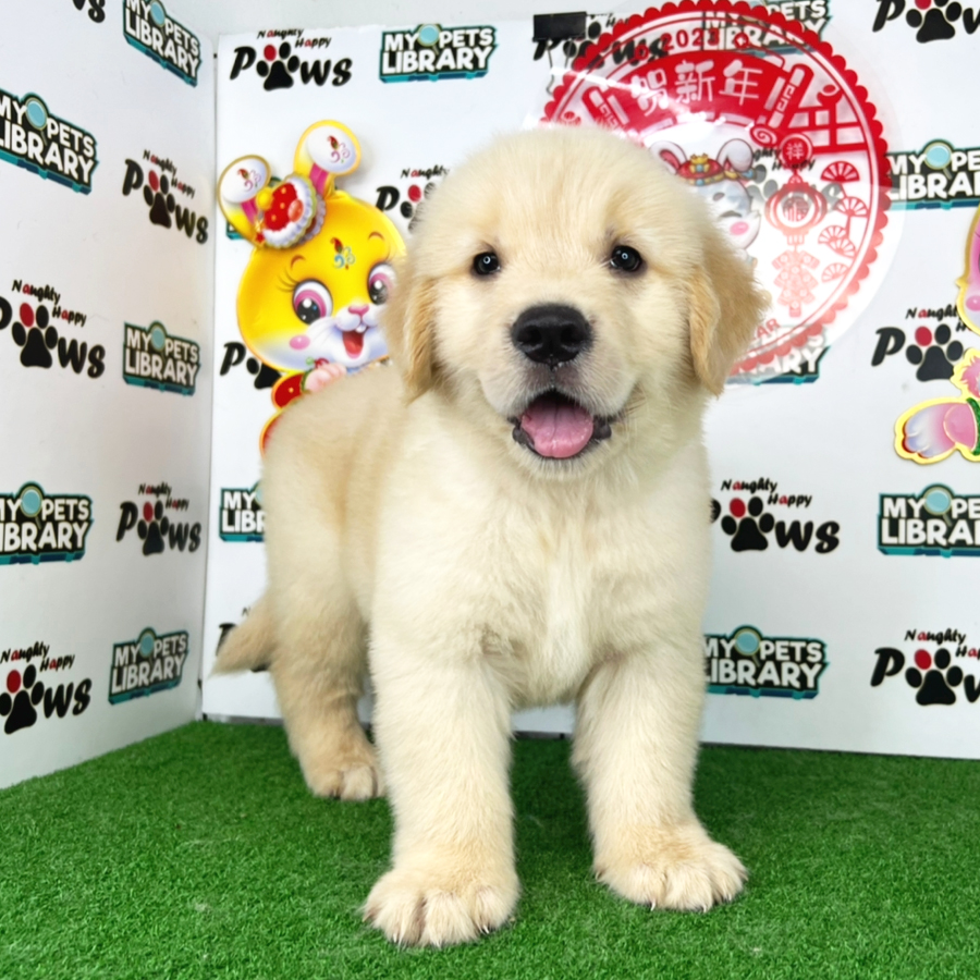 Golden Retriever Puppy (Male) For Sale