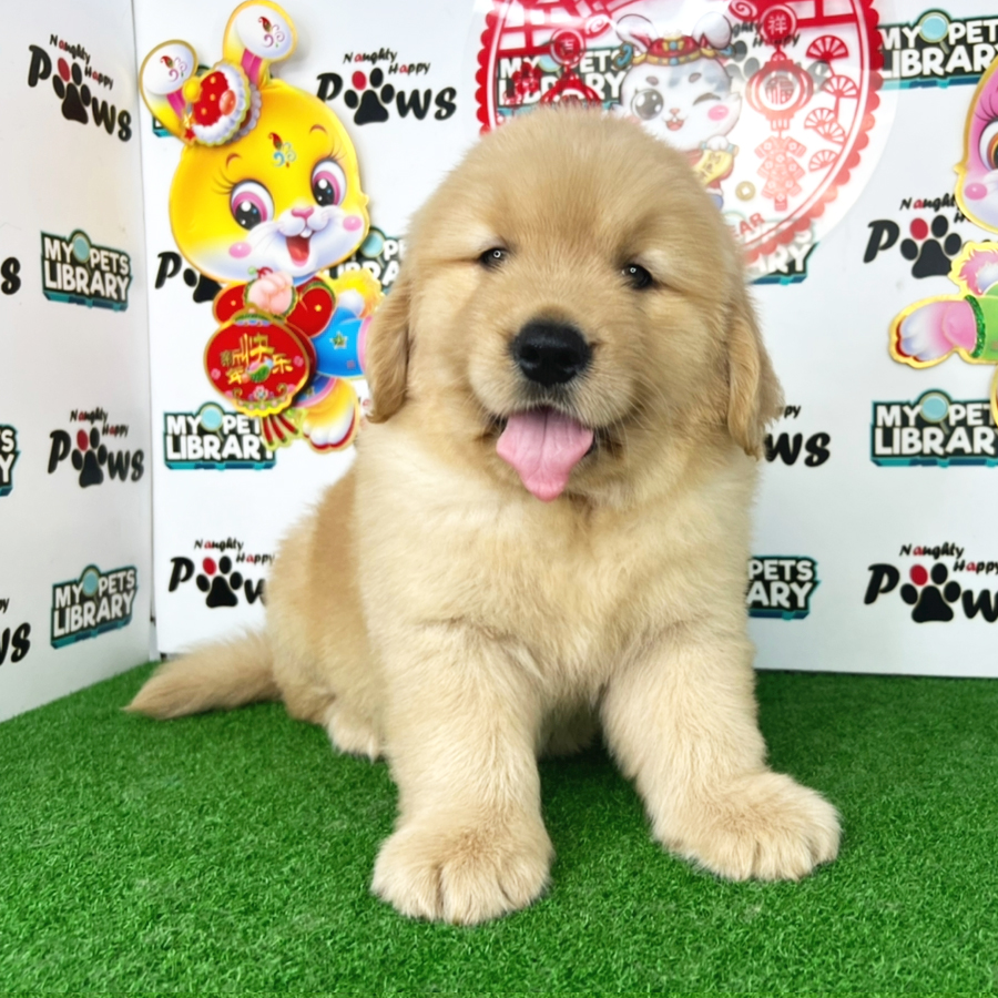 Golden Retriever Puppy (Male) For Sale