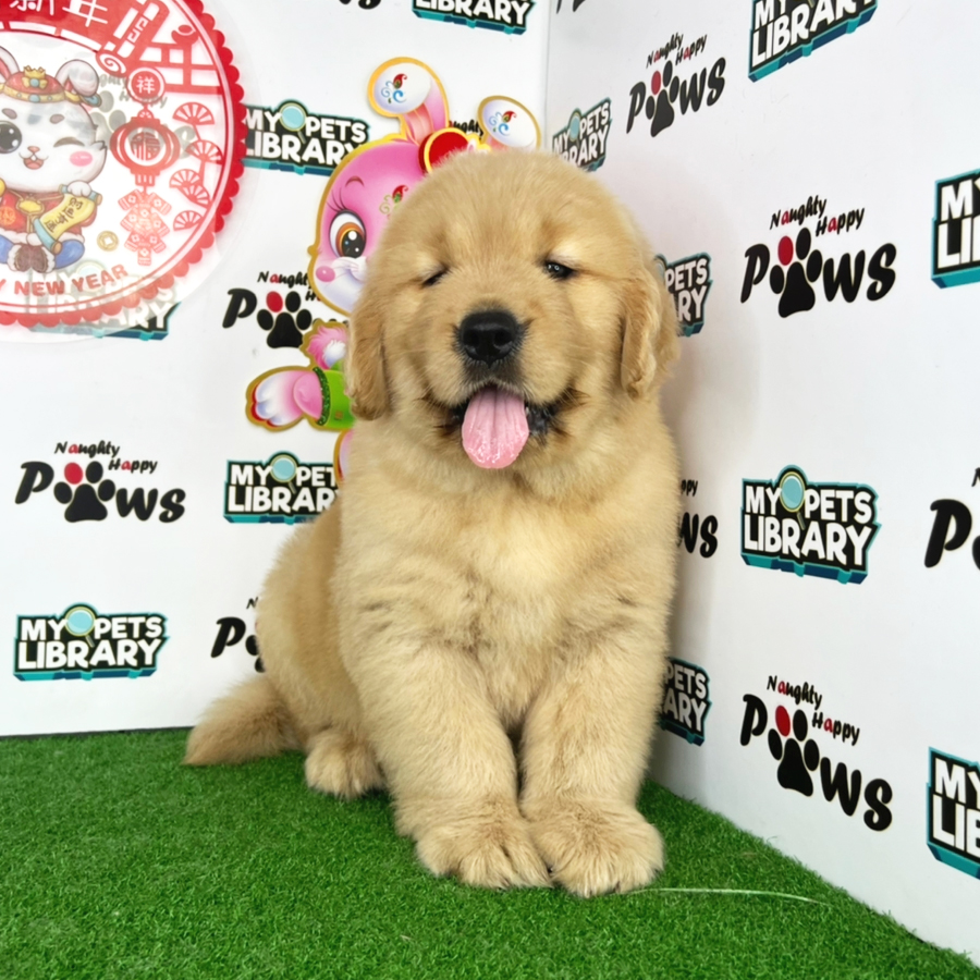 Golden Retriever Puppy (Male) For Sale